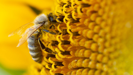 Bee in a yellow pollen, collects sunflower nectar