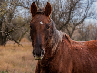Fototapeta premium Old sick dying horse grazes in forest