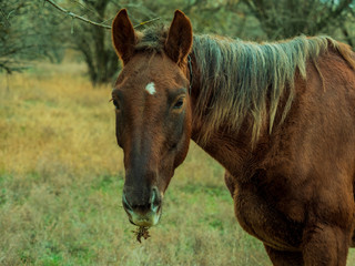 Fototapeta premium Old sick dying horse grazes in forest