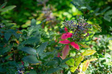 red butte garden colorful flowers blueberry red leaves autumn gradient plant