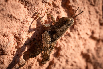 Brown grasshopper standing on a house wall