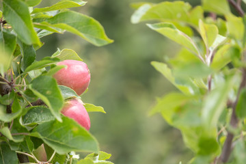 Apples on tree