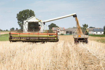 Fototapeta premium grain unloading old Polish style