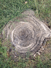 stamp of old tree