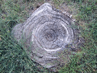 stump of a tree