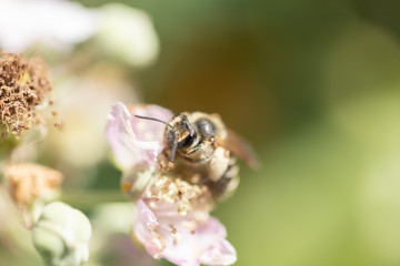 Honey Bee 5