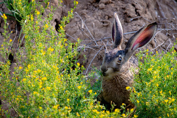 Wild brown hare with big ears sitting in a grass