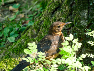 Cute little brown bird by the tree in the forest