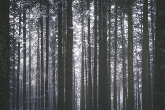 tronchi alberi innevati e ghiacciati