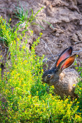 Naklejka na ściany i meble Wild brown hare with big ears sitting in a grass