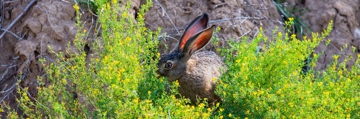 Portrait of a sitting brown hare or lepus europaeus