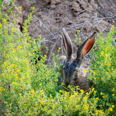 Wild brown hare with big ears sitting in a grass