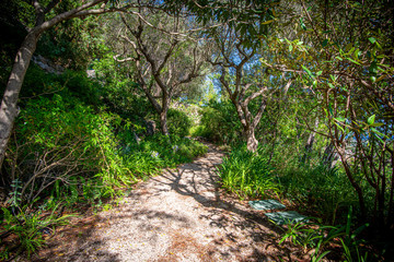 Informal footpath through a Mediterranean garden, Provence, France