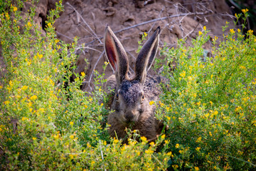 Wild brown hare with big ears sitting in a grass