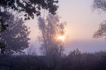 Fototapeta na wymiar Foggy morning on the edge of the forest. Autumn landscape with rising sun and fog.