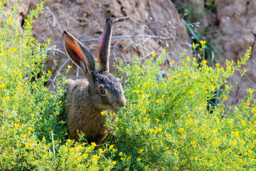 Wild brown hare with big ears sitting in a grass
