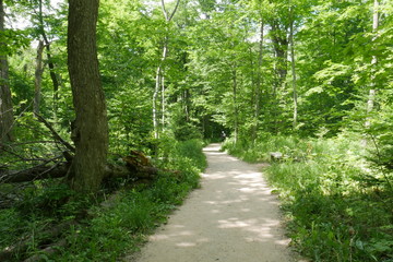 path in forest