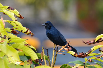 bird on a branch