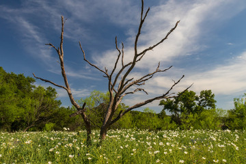 White prickly poppies, wildflowers in a field in Texas hillcountry