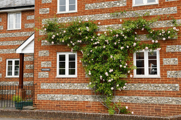 Fototapeta na wymiar Red brick building embedded with split flint nodules and espaliered climbing rose in Salisbury England