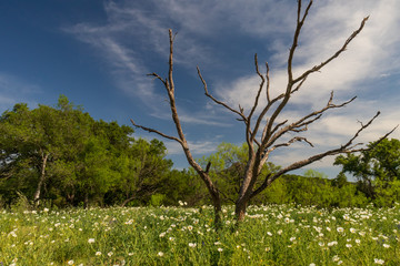 White prickly poppies, wildflowers in a field in Texas hillcountry
