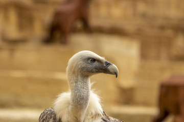 Gros plan sur un vautour fauve au zoo de Doué-la-Fontaine