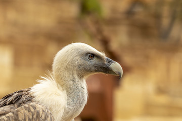 Gros plan sur un vautour fauve au zoo de Doué-la-Fontaine