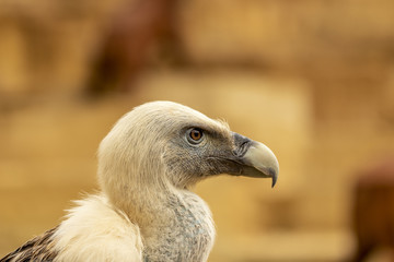 Gros plan sur un vautour fauve au zoo de Doué-la-Fontaine