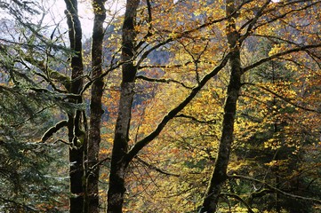 La Selva de Oza, Espa&ntilde;a