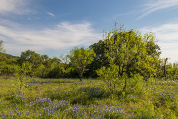 Bluebonnets wildflowers with trees and blue sky background