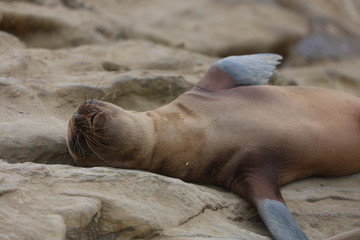 California Sea Lion