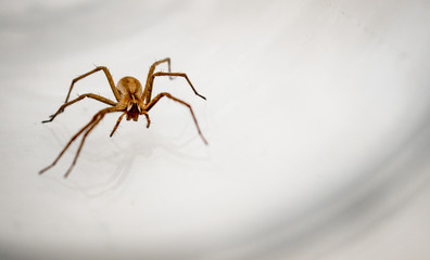 Giant house spider (Eratigena atrica) frontal view of an arachnid with long hairy legs isolated on white background