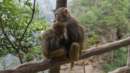 Rhesus macaque (Macaca mulatta) monkeys in Zhangjiajie National Forest Park, macaque mum with her baby, China