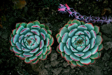 Succulent plant colorful 