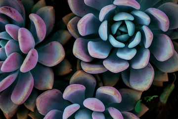 Succulent plant colorful 
