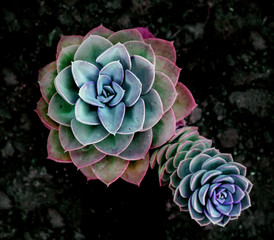 Succulent plant colorful 