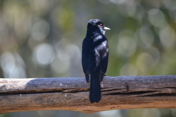 magpie on a branch