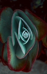 Succulent plant colorful 