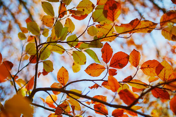 Closeup of colorful bright autumn leaves