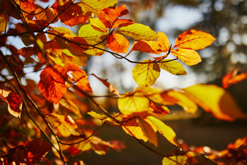 Closeup of colorful bright autumn leaves