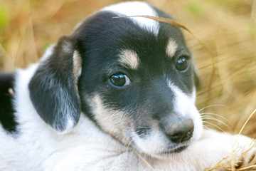 Cute spotted little puppy in sunshine rays. Animal portrait.