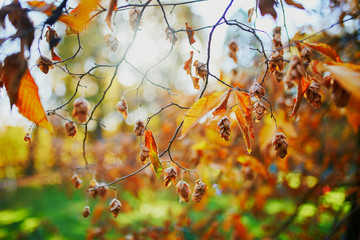 Closeup of colorful bright autumn leaves