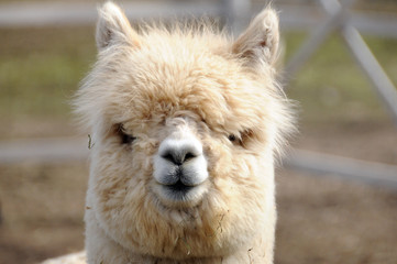 Alpaca is a domesticated species of South American camelid. It resembles a small llama in...