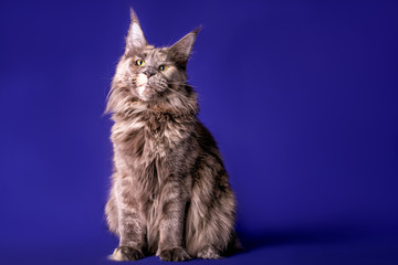 Fototapeta premium A big maine coon cat on the blue background in a sudio, isolated.