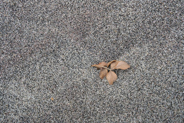 Fototapeta na wymiar Dry leaves in the sand