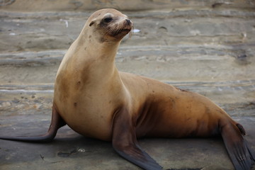 California Sea Lion