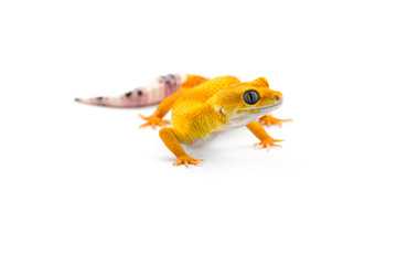 The common leopard gecko isolated on white background 