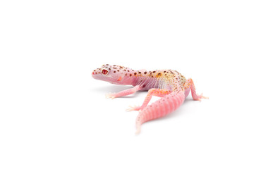 The common leopard gecko isolated on white background 