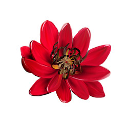 The visual enjoyment of flowers, the leaves and flowers art design