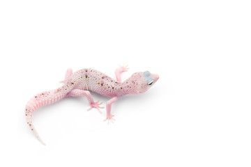 The common leopard gecko isolated on white background 